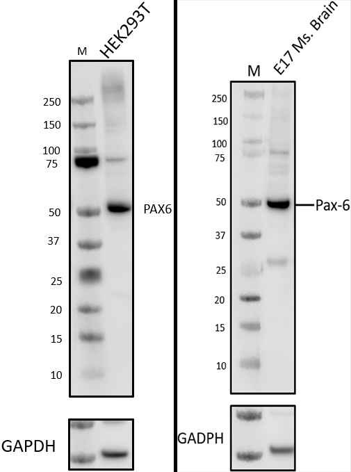 anti-Pax-6 Antibody anti-Pax-6 - Poly19013