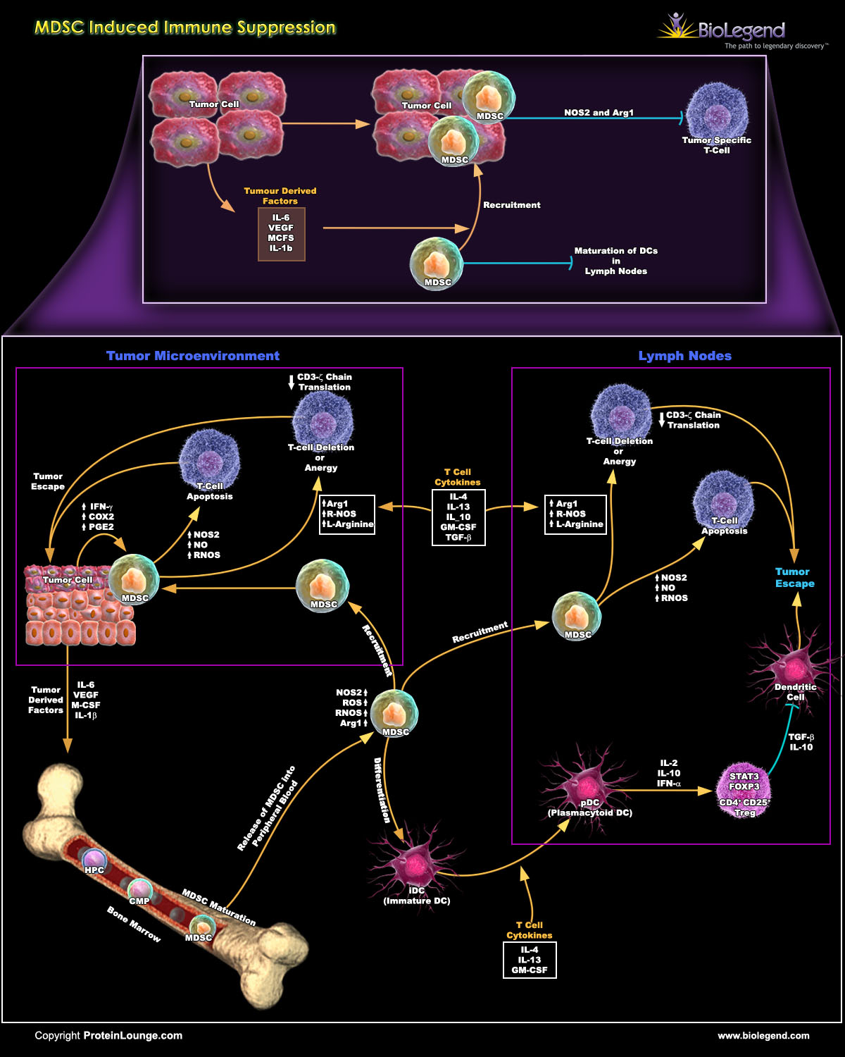 MDSC-induced Immune Suppression scientific pathway and products from BioLegend