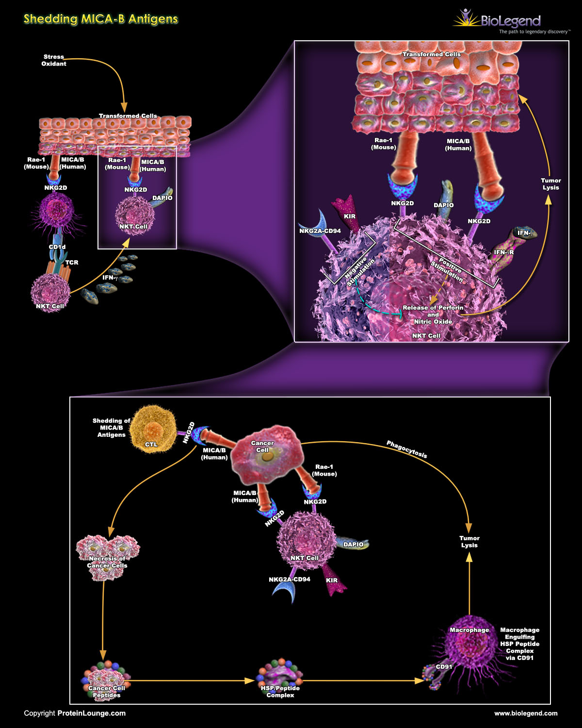 >Biolegend: Shedding MICA/B Antigens Scientific Pathway Poster