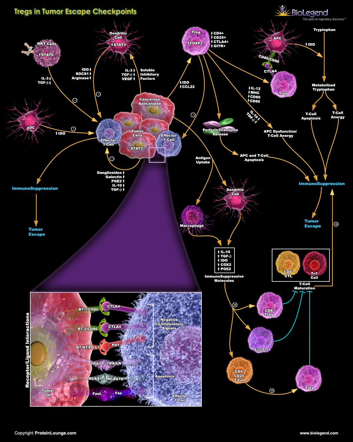 Tregs in Tumor Escape scientific pathway and products from BioLegend
