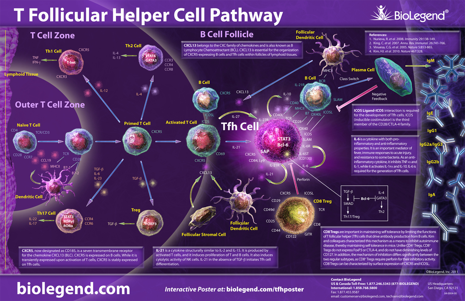 T Follicular Helper Cell Pathway