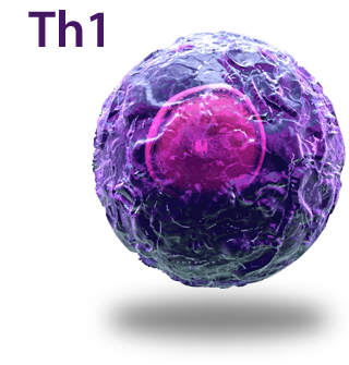 Th1 Cell